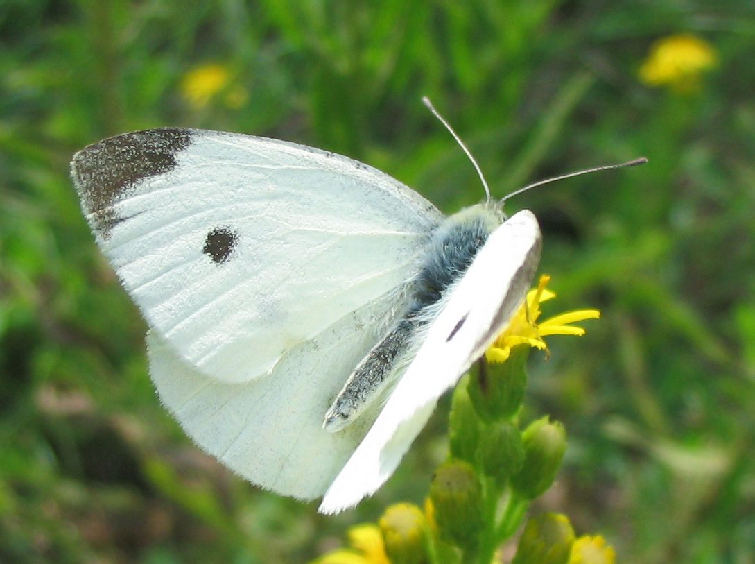 Pieris brassicae?